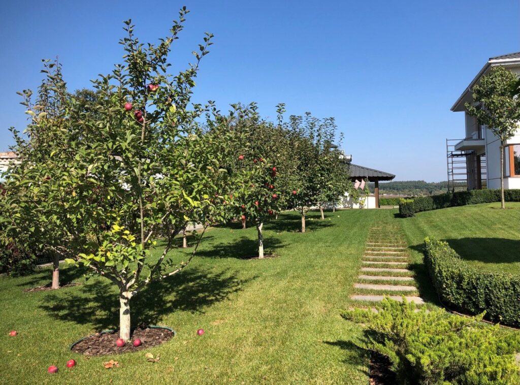 Sad owocowy od podstaw – praktyczny poradnik